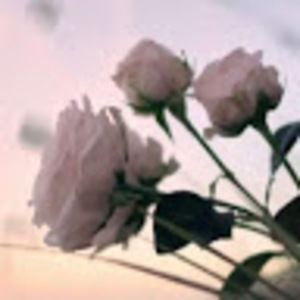 Meet your Posher, Rose